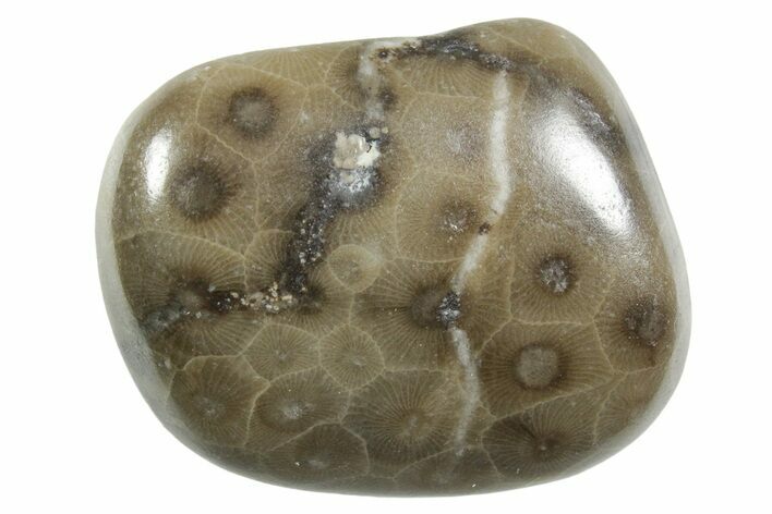 Polished Petoskey Stone (Fossil Coral) - Michigan #348588